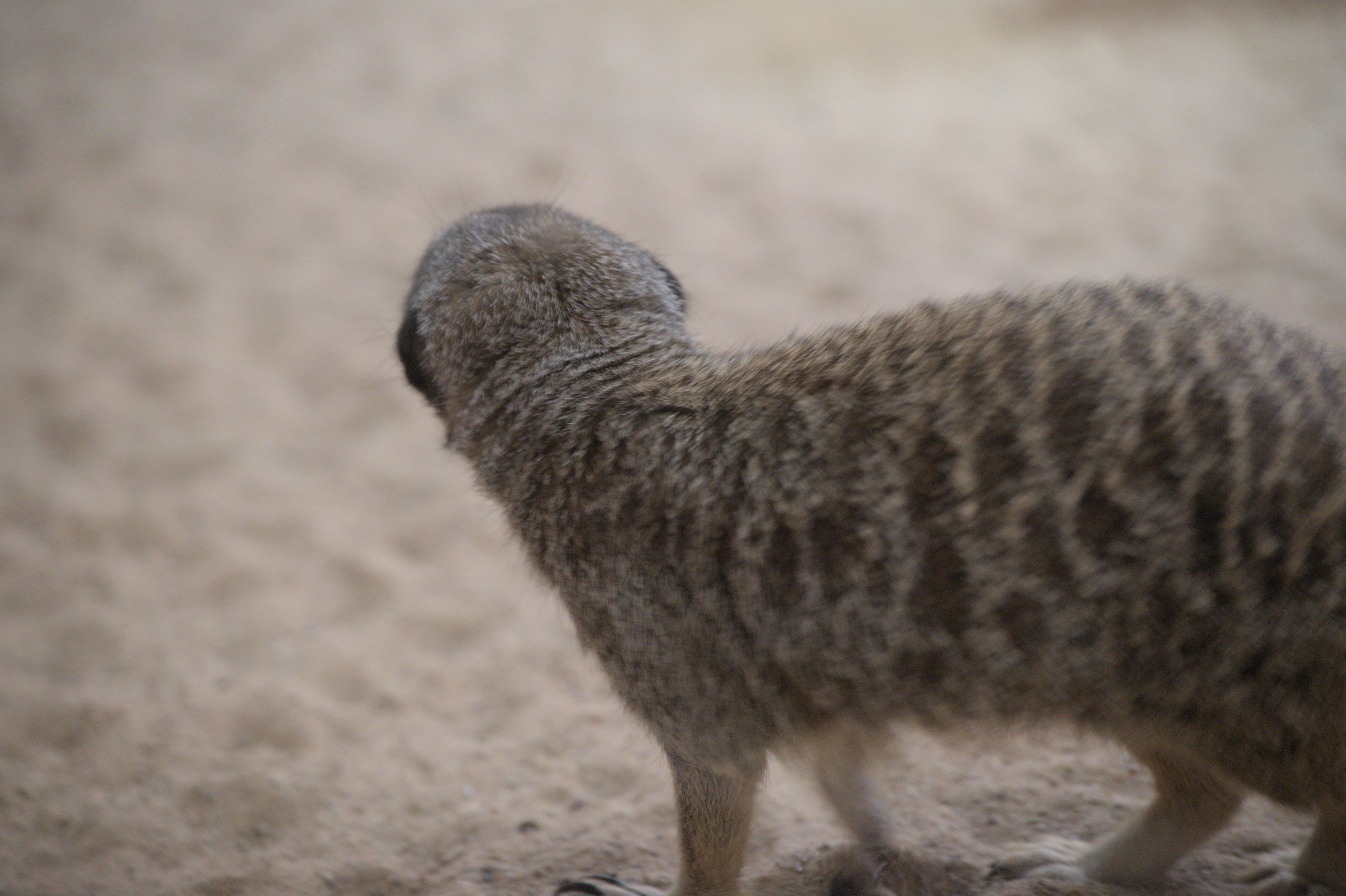 2025/10/12 - zoo/DSC_0326.jpg